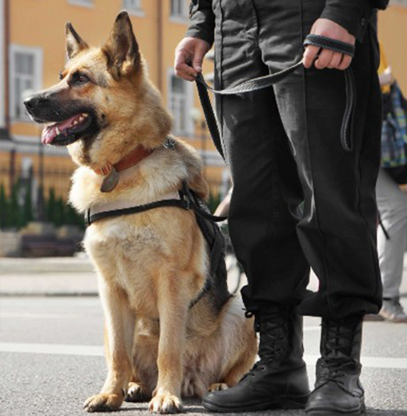 Koruma Köpeği Hizmeti